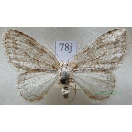 Epirrita christyi (Allen, 1906) Paśnik grabowiak Czech78j
